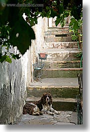 dogs, down, europe, italy, laying, montalcino, towns, tuscany, vertical, photograph
