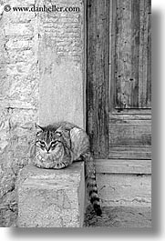 black and white, cats, doors, europe, italy, poderi di coiano, towns, tuscany, vertical, woods, photograph