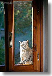 cats, europe, italy, poderi di coiano, towns, tuscany, vertical, windows, photograph