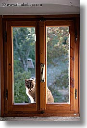 cats, europe, italy, poderi di coiano, towns, tuscany, vertical, windows, photograph