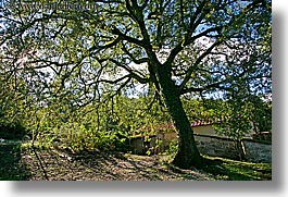 europe, horizontal, italy, ivy, poderi di coiano, shade tree, towns, trees, tuscany, photograph