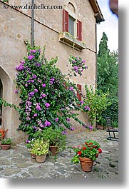 bougainvilleas, europe, flowers, italy, populonia, towns, tuscany, vertical, photograph