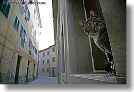 cats, europe, horizontal, humor, italy, narrow streets, porto ercole, towns, tuscany, photograph
