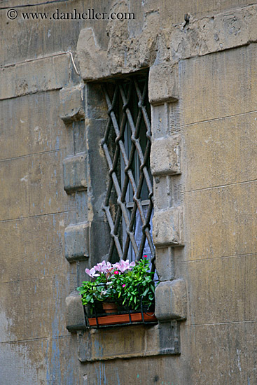 geraniums-in-window-2.jpg