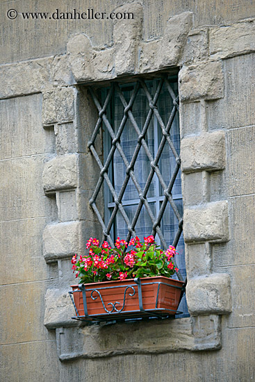 geraniums-in-window-3.jpg