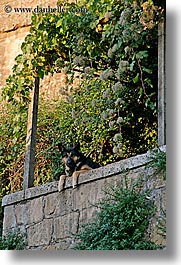 balconies, dogs, europe, italy, sorano, towns, tuscany, vertical, photograph