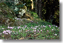 europe, flowers, horizontal, italy, sorano, towns, tuscany, photograph