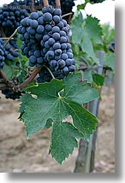 europe, grapes, italy, red grapes, tuscany, vertical, vines, wineries, photograph