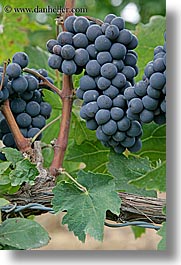 europe, grapes, italy, red grapes, tuscany, vertical, vines, wineries, photograph