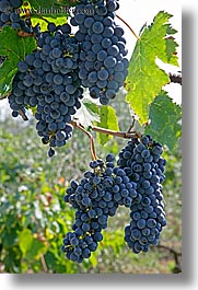 europe, grape vines, grapes, italy, leaves, red grapes, tuscany, vertical, vines, wineries, photograph
