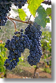 europe, grape vines, grapes, italy, leaves, red grapes, tuscany, vertical, vines, wineries, photograph