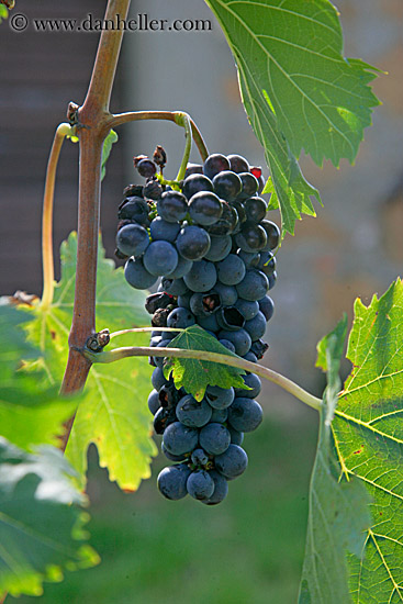 red_grapes-on-vines-15.jpg