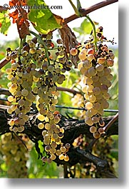 europe, fruits, grapes, italy, tuscany, vertical, vines, white grapes, wineries, photograph