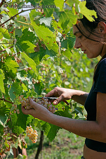 picking-grapes-1.jpg