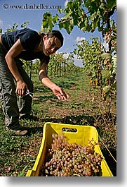 europe, grapes, italy, picking, sassotondo agritourismo, teenagers, tuscany, vertical, wineries, womens, photograph
