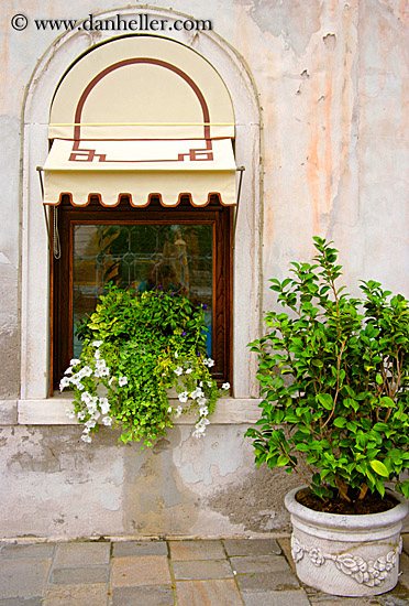 window-n-potted-plant.jpg