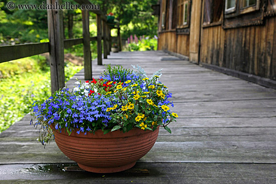 colored-flowers-on-wood-deck.jpg