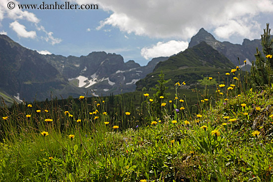 flowers-n-mtns-2.jpg