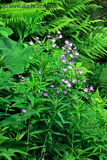 purple-flowers.jpg