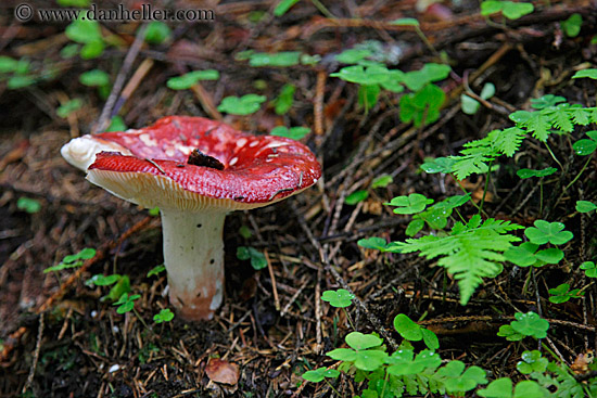 red-mushroom-1.jpg
