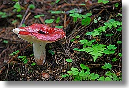 images/Europe/Poland/Flowers/red-mushroom-1.jpg