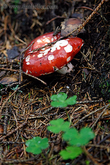 red-mushroom-2.jpg