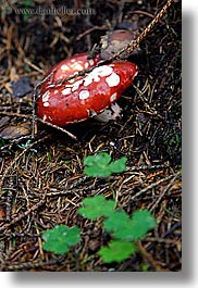 images/Europe/Poland/Flowers/red-mushroom-2.jpg