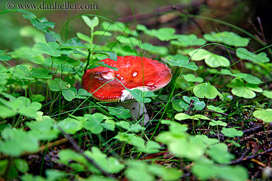 red-mushroom-3.jpg
