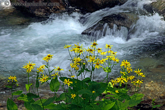 yellow-flowers-n-river-1.jpg
