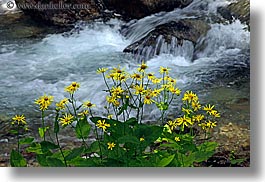 images/Europe/Poland/Flowers/yellow-flowers-n-river-1.jpg