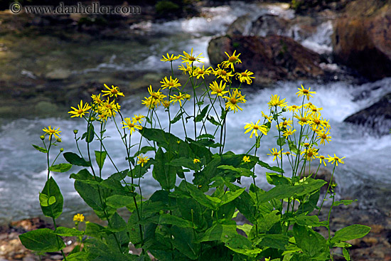 yellow-flowers-n-river-2.jpg