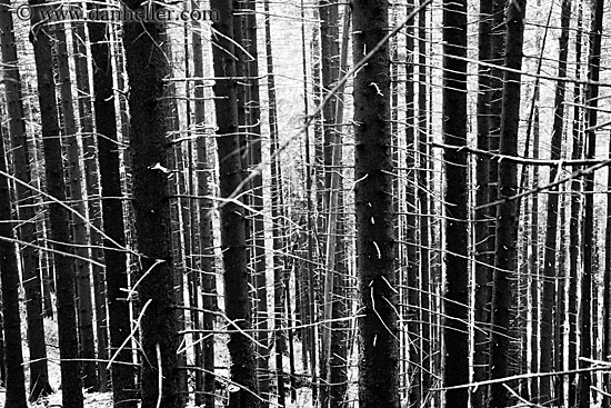 bare-trees-bw.jpg