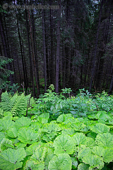 forest-05.jpg