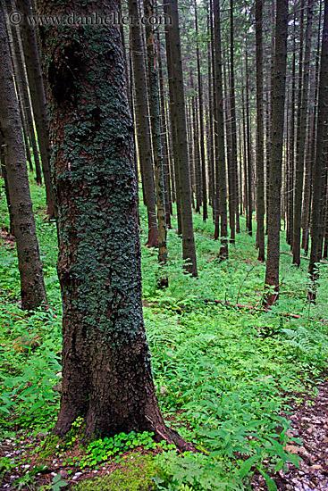forest-15.jpg