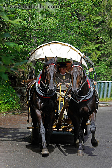 horse-n-carriage-3.jpg
