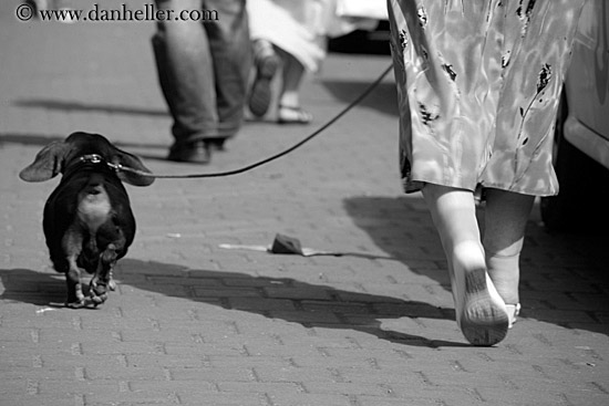 woman-walking-dachsund-bw.jpg