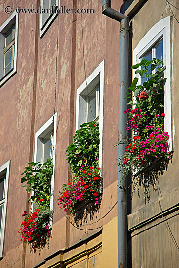 flowers-in-window-boxes-1.jpg