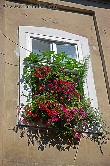 flowers-in-window-boxes-2.jpg