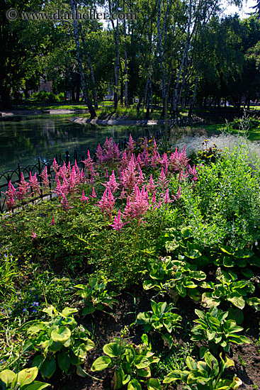 pink-flowers-n-pond.jpg