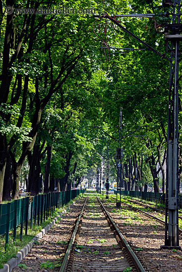 train-tracks-n-trees-2.jpg