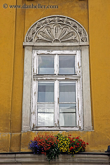 colorful-flowers-on-orange-wall-windows-1.jpg