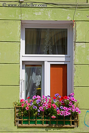 pink-flowers-on-green-wall-windows-2.jpg