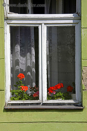 red-flowers-in-window.jpg