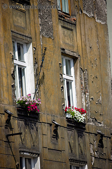 red-flowers-in-window-box.jpg