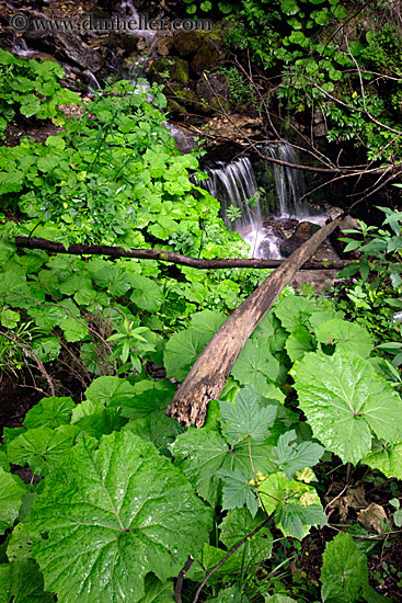 lush-leaves-n-river.jpg