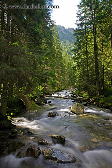 stream-in-forest-1.jpg