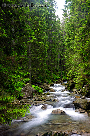 stream-in-forest-2.jpg
