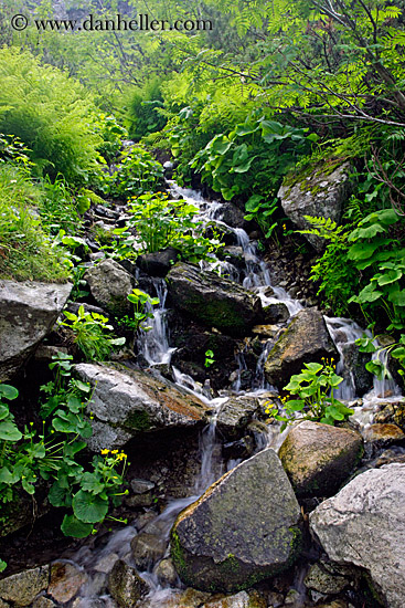 stream-in-forest-3.jpg