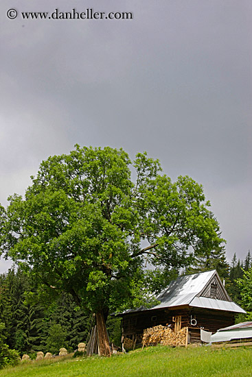 house-n-tree-1.jpg