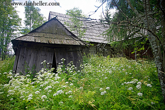 old-barn-n-green-weeds.jpg